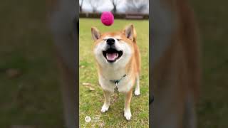ボールキャッチの練習する柴犬