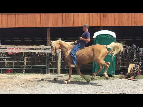 Sold Palomino saddlebred gelding