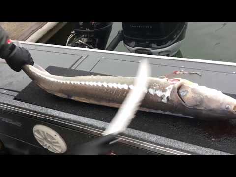 How to Fillet a Keeper Sturgeon from the Columbia River