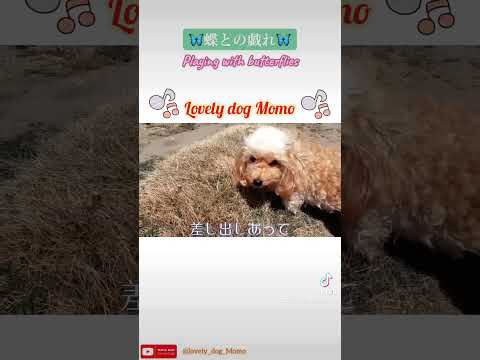 愛犬、愛猫の写真や動画を可愛く編集します イメージ1