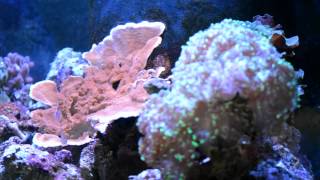 preview picture of video 'Kessil A350W at All About Fish in Pleasant Hill, California'