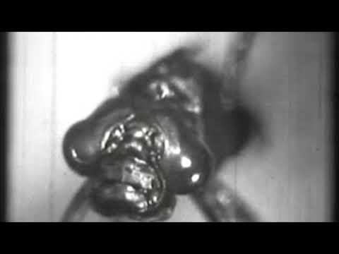 DRAGONFLIES (Libellules) - mark evans - #microtonal #19ET #Vital #Opzilla #Harmor