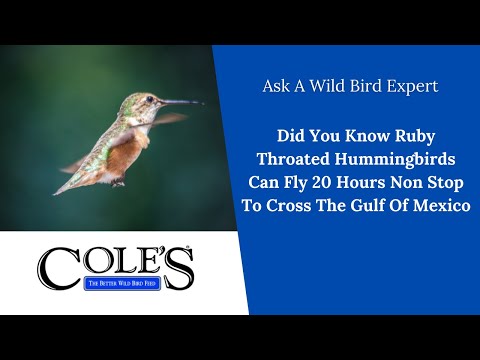 Ruby Throated Hummingbirds Can Fly 20 Hours Non Stop To Cross The Gulf Of Mexico