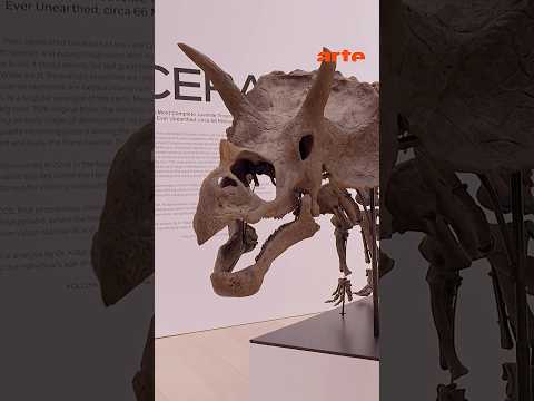 Video Thumbnail: Das Geschäft mit Dino-Knochen boomt | ARTE #reshorts #dinosaurier