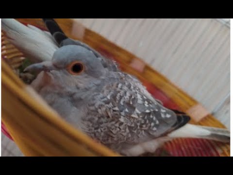 Nesting of Dimond Dove//Ridwan's World