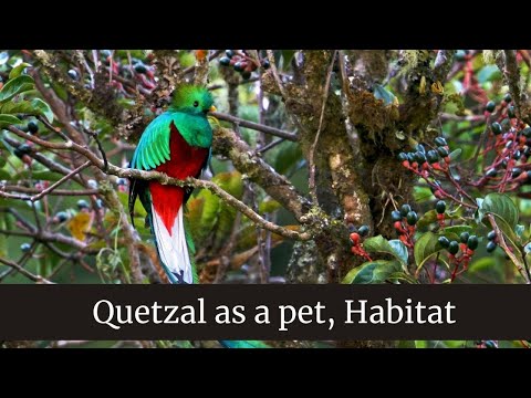 image-Can you have a quetzal as a pet?