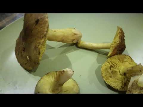 Jak rozpoznać grzyby zielonki(gąska)jak wygląda.