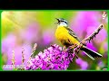 Beautiful Relaxing Music With Bird Sounds 🦜 Positive Energy, Morning Music, Study and Work