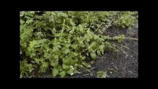 preview picture of video 'Fringecup (Tellima grandiflora), Dorris Ranch, Springfield, Willamette Valley, Oregon'