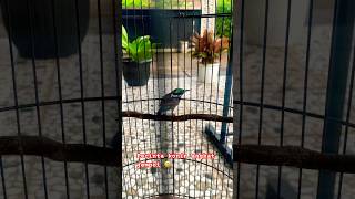 Download lagu Konin memanggil teman #shorts mp3 Download lagu Konin memanggil teman #shorts mp3