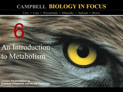 Biology in Focus Chapter 6: An Introduction to Metabolism