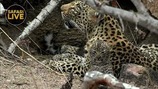 Download the video "safariLIVE Sunset Safari 9, November 2019"