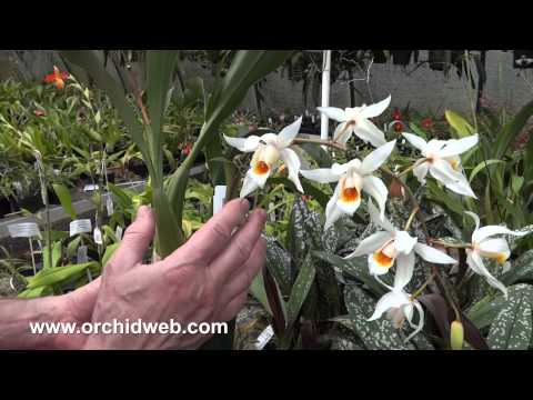 OrchidWeb - Coelogyne Jannine Banks 'Snow White' HCC/AOS/OSNSW