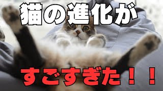 イエネコの祖先が意外すぎた