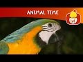Animal Time Monkey Parrot Cartoon For Children Luli TV