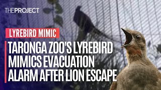 Download lagu Taronga Zoo's Lyrebird Mimics Evacuation Alarm After Lion Escape mp3
