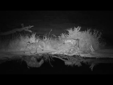 Djuma: Two Hyenas back of pan sniffing around - 05:39 - 07/18/19