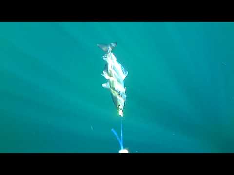 Pollack Fishing With Savage Sandeel - Underwater Footage
