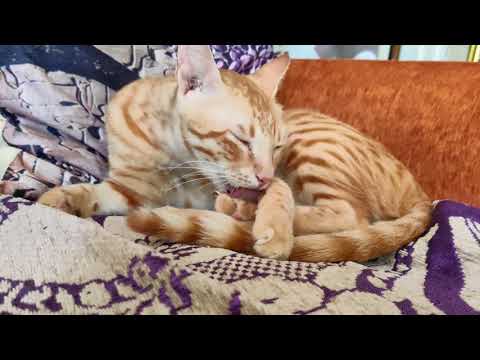 Full process of a cat's manicure ft. Chatran