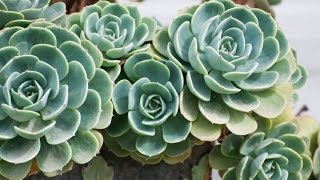 IKEA SUCCULENT Растение в горшке, различные (103.110.06) - відео 2