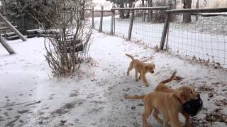 Mattiaci Golden Retriever Puppies: Rico Petrus playing in the snow
