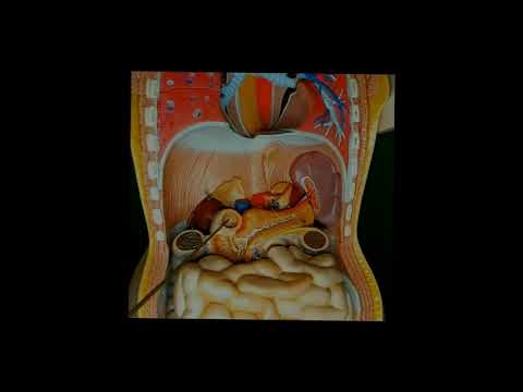 ANATOMIA - LEZIONE 22 - APPARATO DIGERENTE PARTE 10 - LABORATORIO