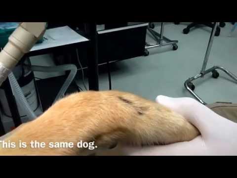 Laser treatment of a chronic lick granuloma in a dog