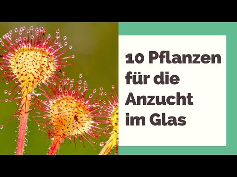 , title : 'Pflanzen im Glas: 10 Pflanzen, die sich besonders gut für die Anzucht eignen (Tiny Garden)'