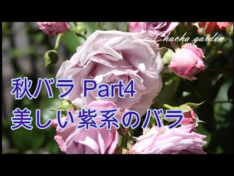 種からバラの木を植えるチャンスをお見逃しなく！どのように対処すればよいでしょうか？  庭園