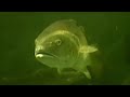 Facts The Red Drum