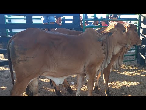 Feira de gado em Craibas Alagoas 11/07/26#nordeste