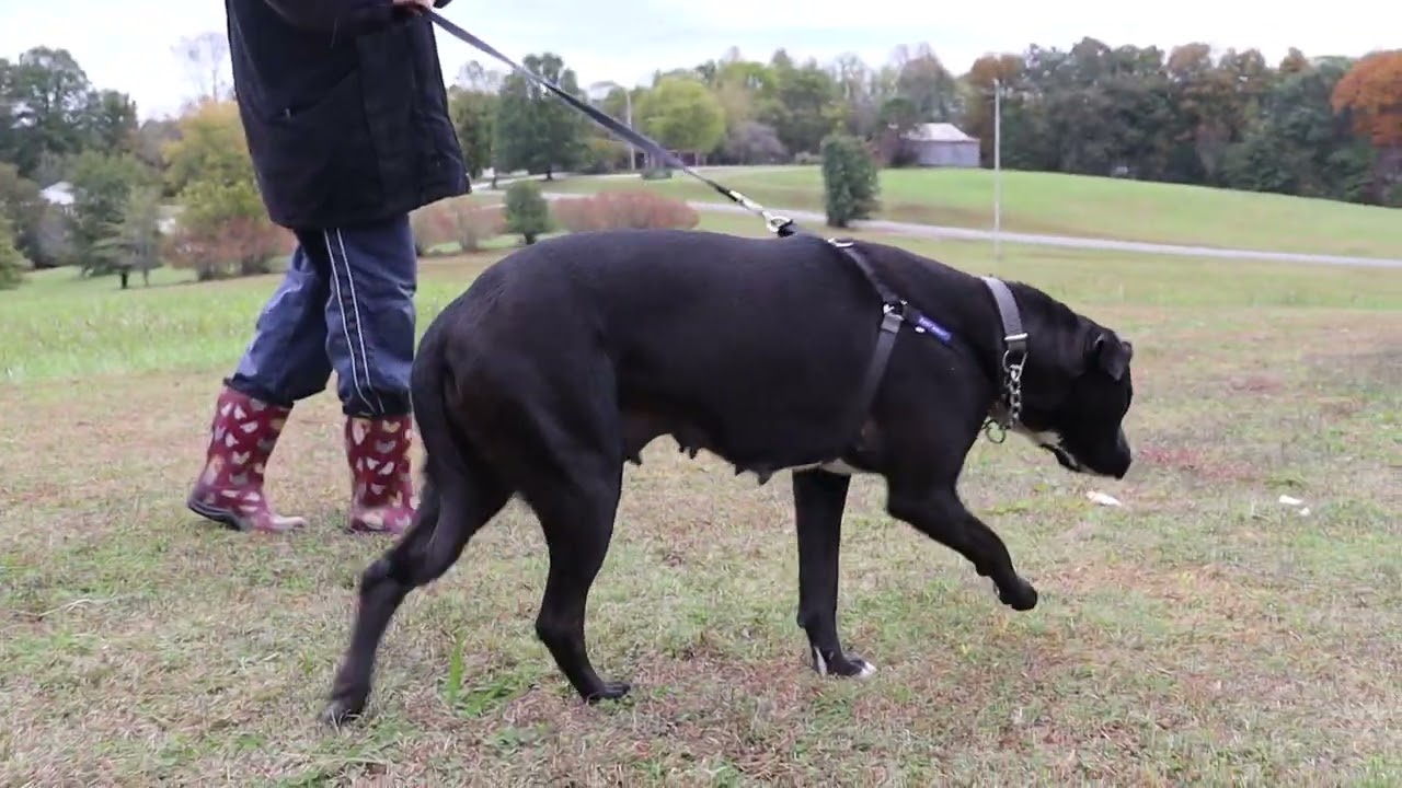 Enlarge Ebony, a ADOPTABLE Labrador Retriever in Windsor, CT video 4/4