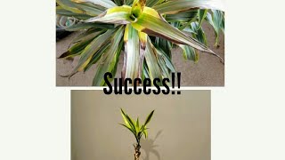 UPDATE: How to Revive a Sick Dracaena