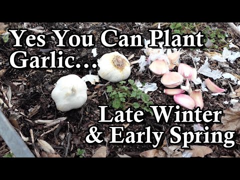 , title : 'Yes! You Can Plant Garlic Late Winter & Early Spring: All the Steps!'