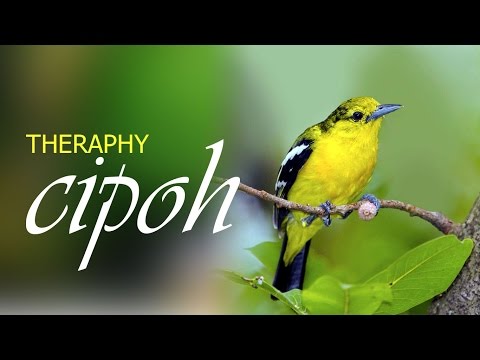 download lagu mp3 mp4 Sirtu, download mp3 Sirtu free download mp3, download mp3 Sirtu