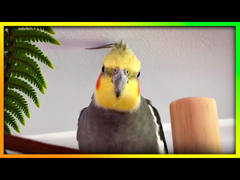 This Will Get Your Bird Excited | The Bird Sanctuary | 2hrs of Playing