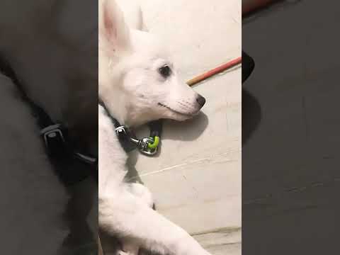 sleeping time 💤😴 #dog #puppy #tuffy