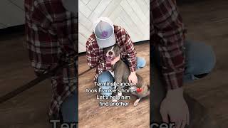 Video preview image #1 American Staffordshire Terrier-Unknown Mix Puppy For Sale in Huntley, IL, USA