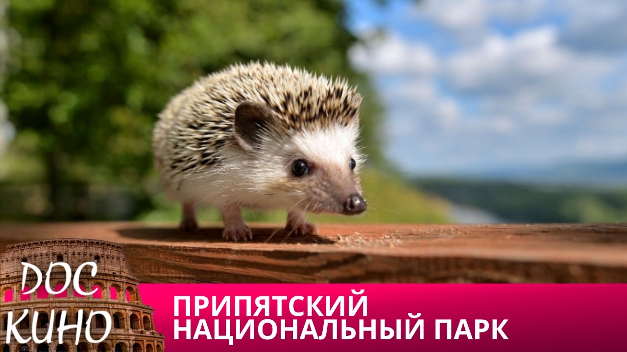 🎭ПРИПЯТСКИЙ НАЦИОНАЛЬНЫЙ ПАРК🌎 ДОКУМЕНТАЛЬНОЕ КИНО 🎆 2021