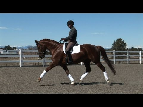 SOLD IN 3 WEEKS!!! FEI Prospect for Pro 16.2h 12 Yr Oldenburg M Scores to 76%! Schooling 4th