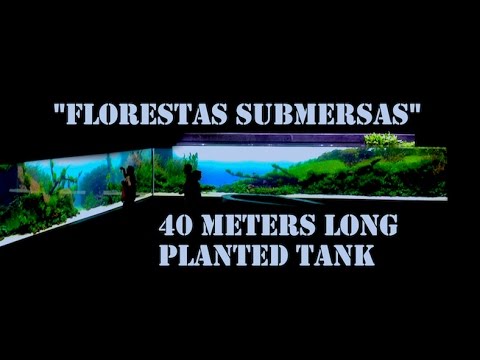 The biggest Planted Tank in the world: "Florestas submersas"