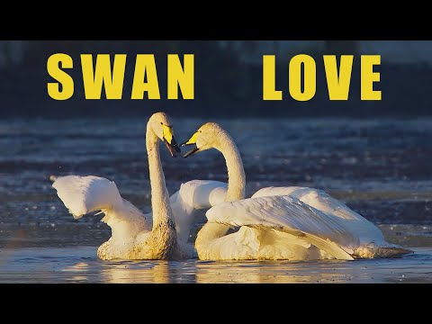 Whooper Swan Cygnus cygnus — tok, súboj a komunikácia v hniezdnom období