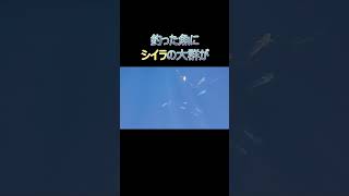 釣った魚にシイラの大群が・・・#shorts #釣り  #二馬力ボート  #fishing