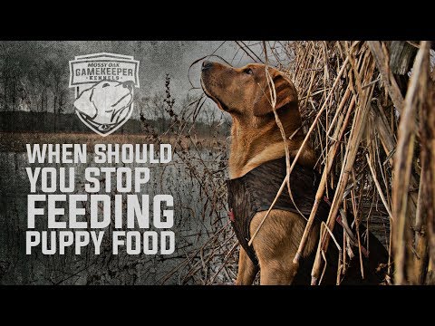 YouTube video about: Can senior dogs eat puppy food?