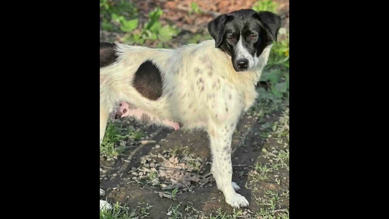 Enlarge Noodle in OH - Wonderful With Everyone!, a ADOPTABLE mixed breed in Bellevue, OH video 4/4