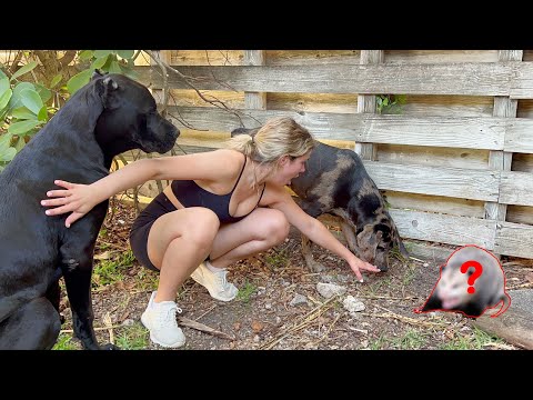 MY DOGS FOUND THIS LIVING IN MY BACKYARD...YOU WON'T BELIEVE THIS!