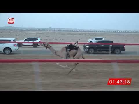  ش 3 (ظبيه) لـ سلطان ضاحي بن حمد المزروعي 2:59 ، شارة صندوق الحلفه 2026/08/17 فطامين سويحان