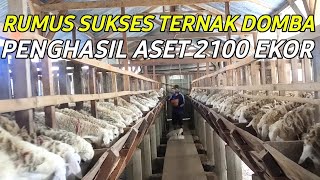 Download lagu Sukses Ternak Domba dari 0 Sampai Menghasilkan Omset | Cerita Peternak Sukses mp3