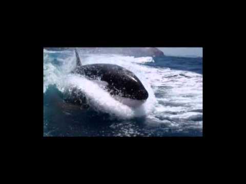 "Surfing Killer Whales" - Rich and Laura Howard Oceans Of Images