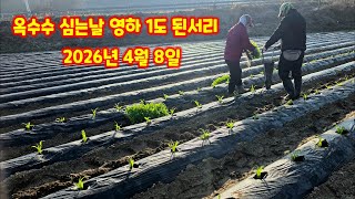 옥수수 심기 미흑찰 2026년 첫 옥수수 심기 옥수수 심는시기 양손 파종기 오늘 아침 영하 1도 된서리 내린…